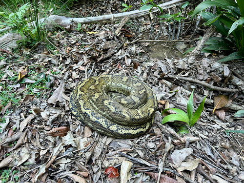 Coastal Carpet Python sighting