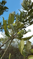 Pittosporum pachyphyllum
