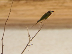 Merops superciliosus