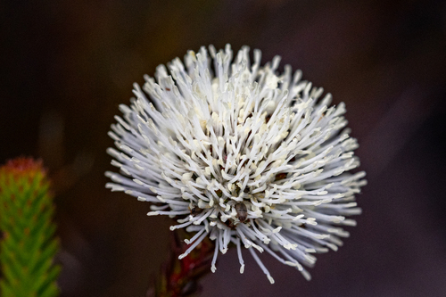 Berzelia ecklonii (Berzelia ecklonii)