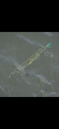 Hyporhamphus affinis observed 2025-10-25