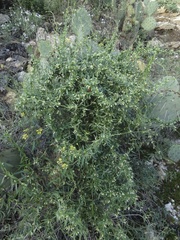 Metastelma arizonicum