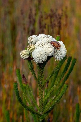 Berzelia ecklonii (Berzelia ecklonii)