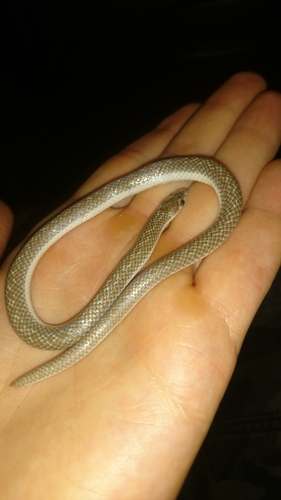 Lined Shovel-snout, Prosymna lineata