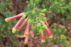 Two-coloured Heath (Erica discolor)