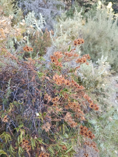 Avistamiento Estepa negra (Cistus monspeliensis)