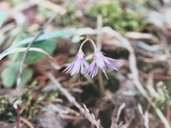 Soldanella montana