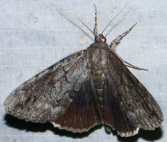 Catocala residua
