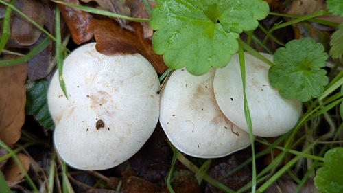 Collybia rivulosa — (c) Michel Langeveld, some rights reserved (CC BY)