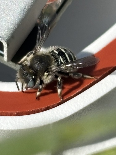 Scurfy Pea Carder Bee