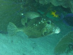 Lactophrys bicaudalis