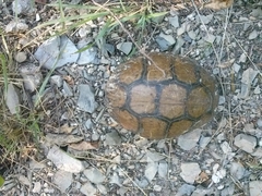 Terrapene carolina mexicana