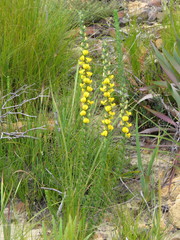 Aspalathus acanthes