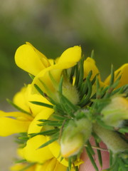 Aspalathus acanthes