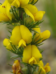 Aspalathus acanthes