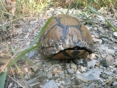 Terrapene carolina mexicana