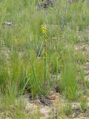 Aspalathus acanthes