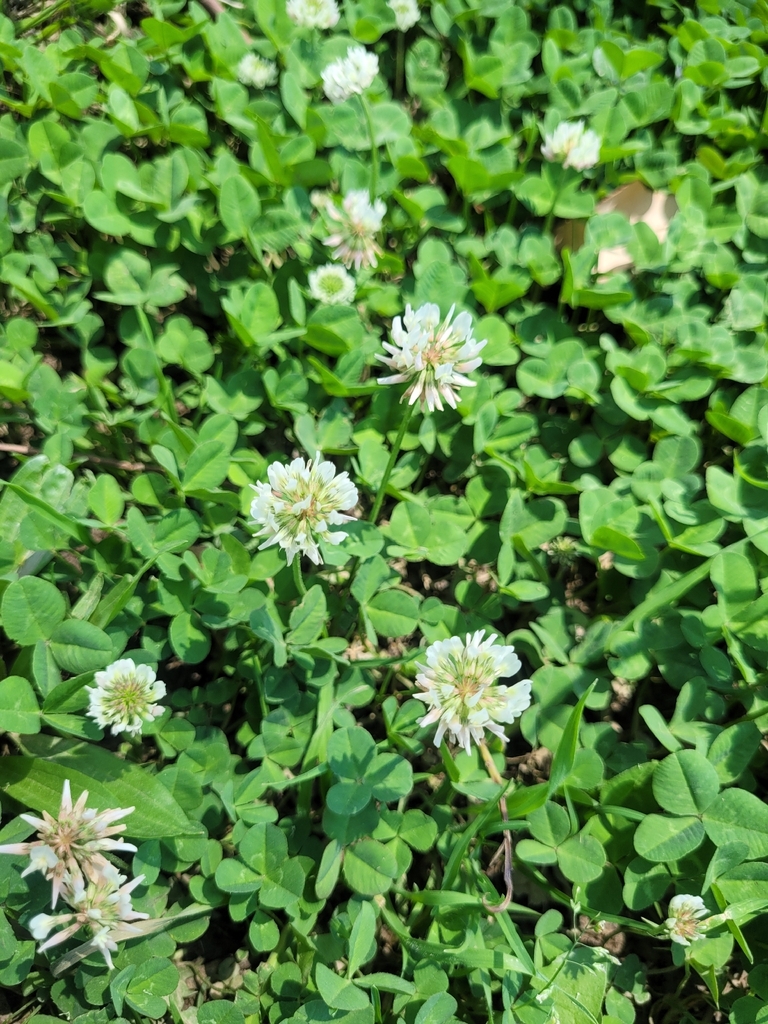 Trifolium repens