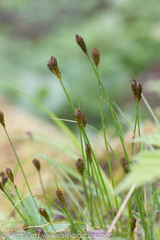 Carex micropoda