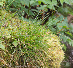 Carex micropoda