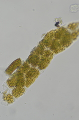 Pseudephebe pubescens