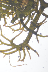 Pseudephebe pubescens