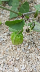 Physalis glabra