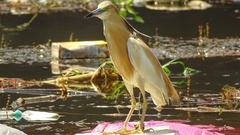 Ardeola ralloides