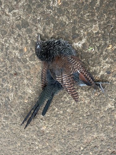 Greater Coucal