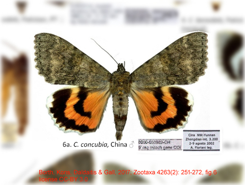 Catocala concubia