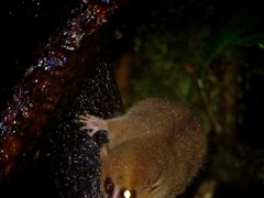 Microcebus rufus