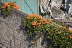 Pyrostegia