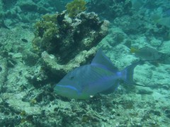 Balistes vetula