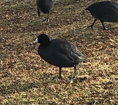 Fulica americana