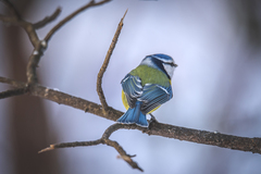 Cyanistes caeruleus