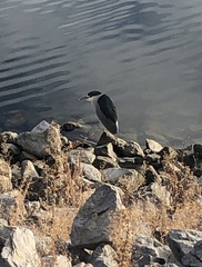 Nycticorax nycticorax