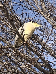 Nycticorax nycticorax