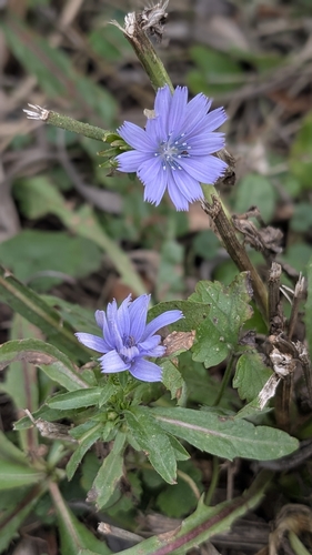 chicory