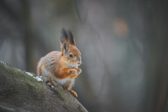 Sciurus vulgaris