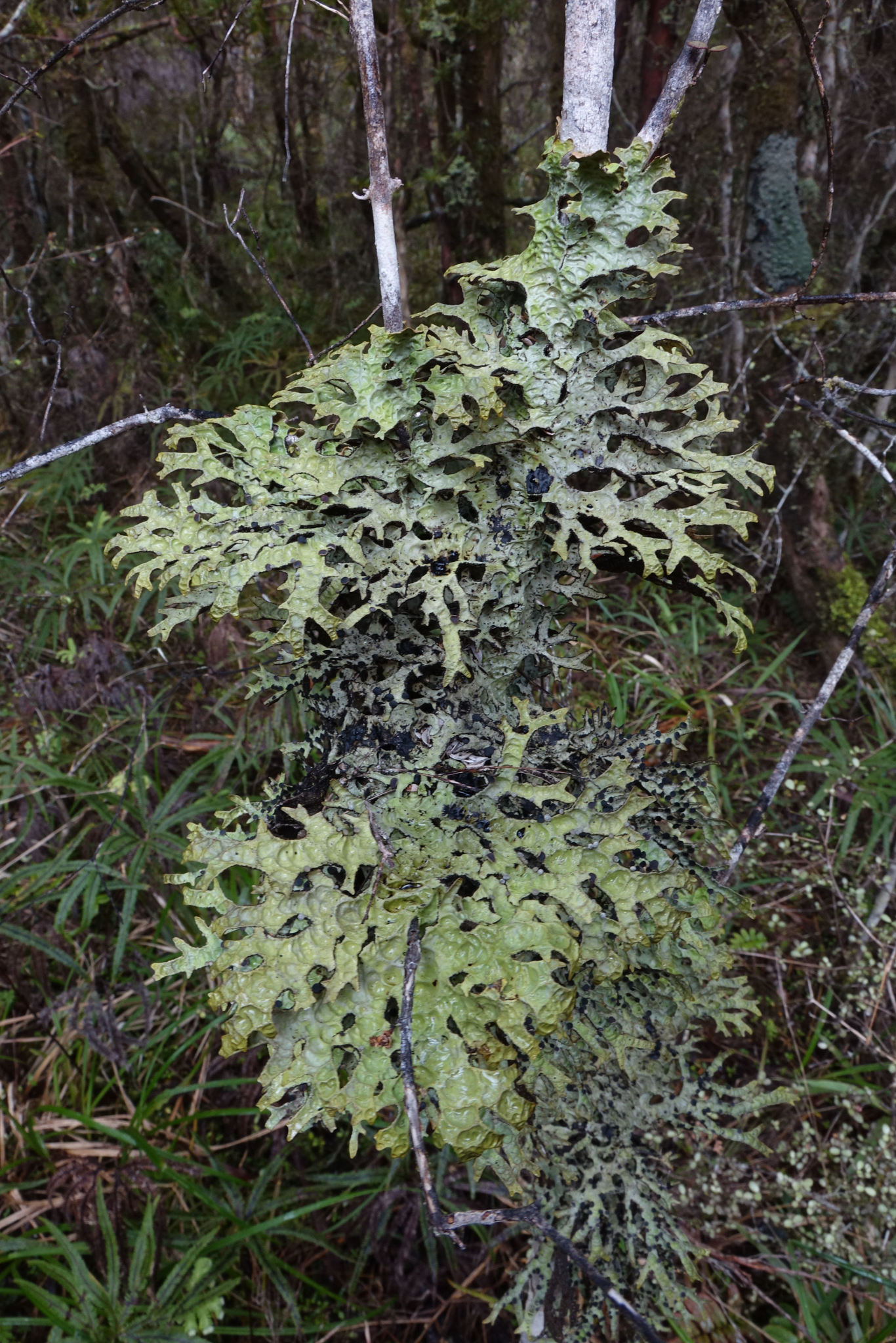 Lobariaceae image