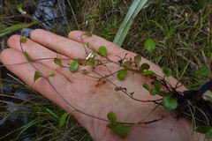 Myosotis tenericaulis