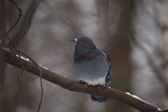 Columba livia domestica