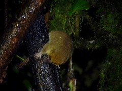 Microcebus rufus