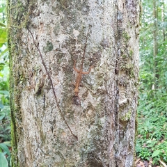 Anolis osa