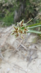 Cyperus dioicus