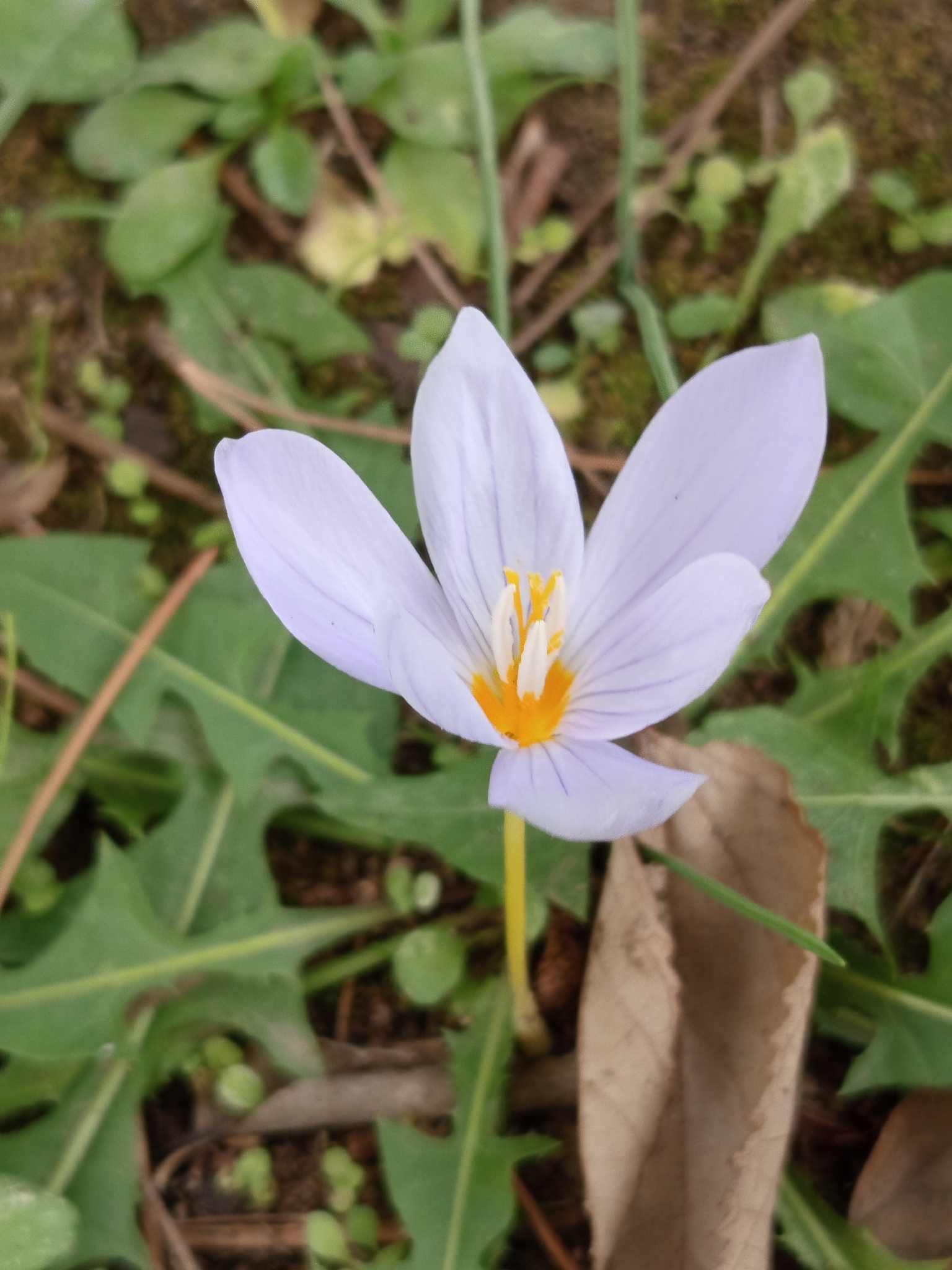 Crocus Pulchellus (Crocus pulchellus)
