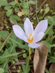 Crocus pulchellus