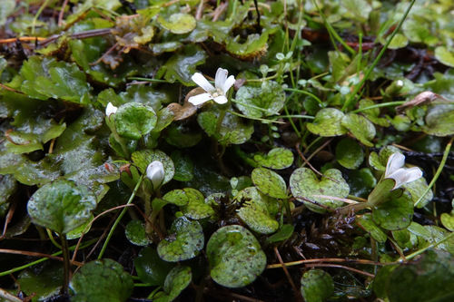 Ourisia modesta