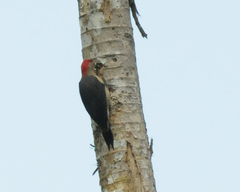 Melanerpes aurifrons