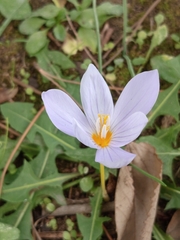 Crocus pulchellus, photograph (c) Umut Nuri Erdoğan, some rights reserved (CC BY)